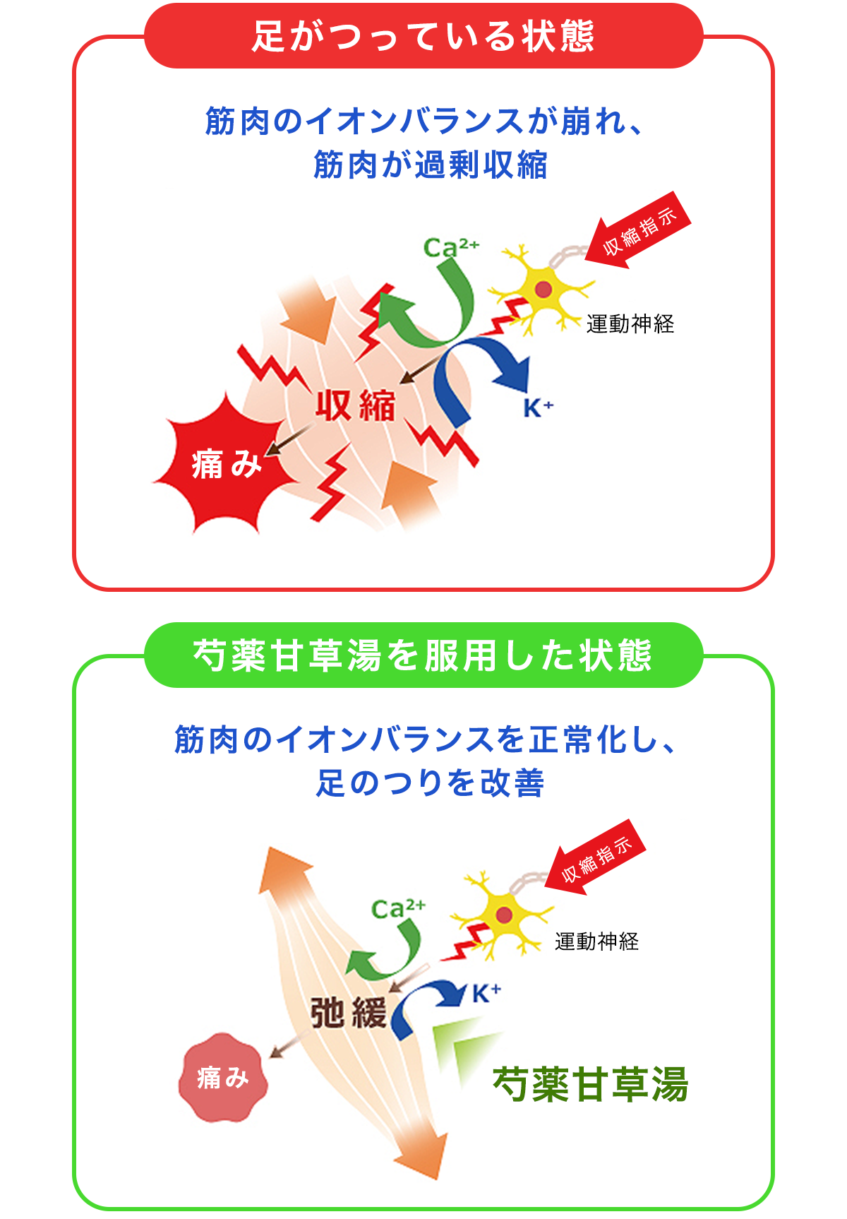 足がつっている状態と、芍薬甘草湯を服用した状態のイメージ