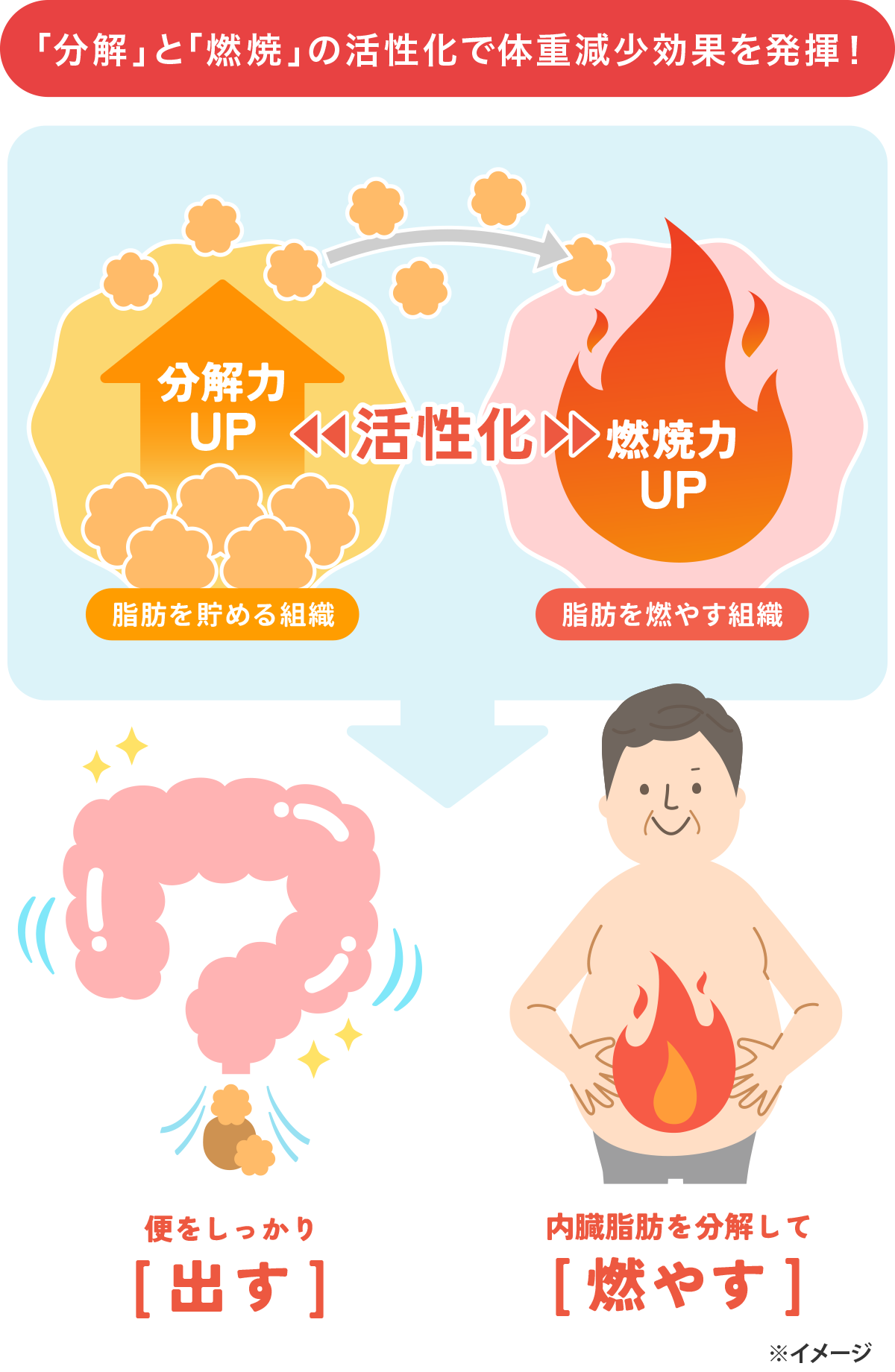 ナイシトールの肥満症や便秘に効果を発揮するメカニズム(イメージ図)