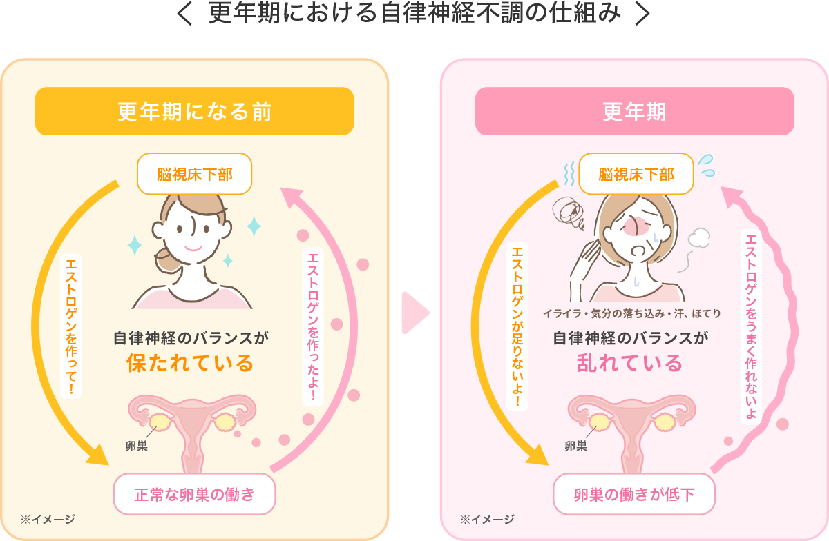 更年期における自律神経不調の仕組み