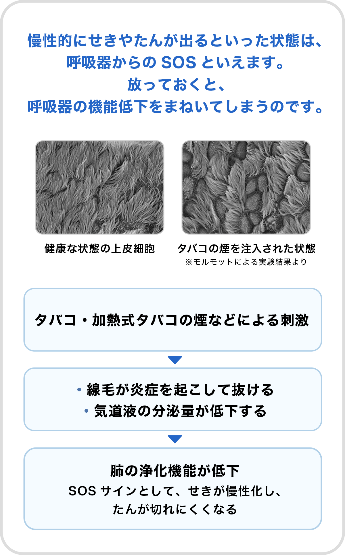 慢性的にせきやたんが出るといった状態は、呼吸器からのSOSといえます。放っておくと、呼吸器の機能低下をまねいてしまうのです。