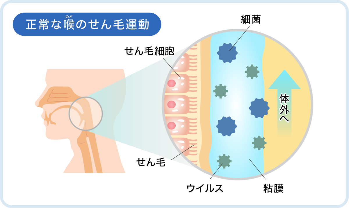 正常なのど(喉)の線毛運動